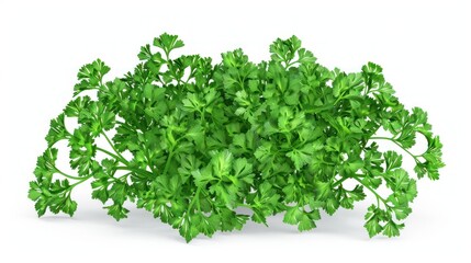 Obraz premium Fresh Parsley Sprigs
