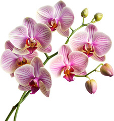 Obraz premium Tropical Plants and Flowers PNG Photo Overlays - High-Resolution Transparent Overlays Featuring Exotic Plants and Vibrant Flowers for Creating Lush, Tropical Scenes for Creative and Design Project. AI