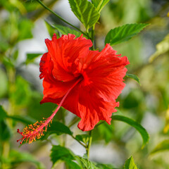 A close-up image of the red hibiscus flower. The red hibiscus is the national flower of Malaysia.