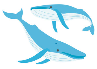 Obraz premium クジラ シンプルイラスト01