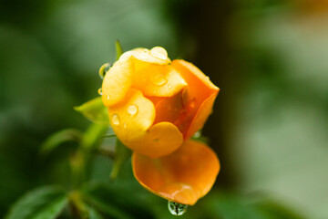 Roses have 5 sepals, with a number of petals ranging from 5-60. They have a light fragrance, not as intensely fragrant as other flowers, and have different colors according to the species, with the ro