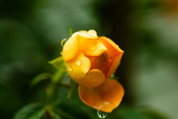 Roses have 5 sepals, with a number of petals ranging from 5-60. They have a light fragrance, not as intensely fragrant as other flowers, and have different colors according to the species, with the ro