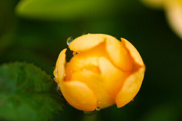 Roses have 5 sepals, with a number of petals ranging from 5-60. They have a light fragrance, not as intensely fragrant as other flowers, and have different colors according to the species, with the ro