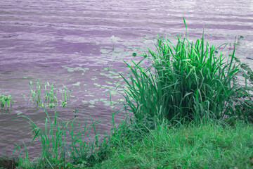 Close-up of reeds and water lilies along the riverbank, a quiet summer evening in nature, tinted
