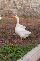 white duck on yellowish dry grass in the park