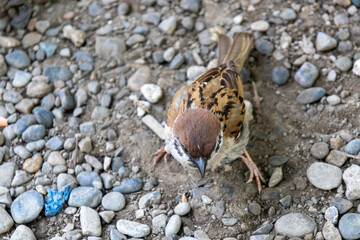 House sparrow stands on the ground
