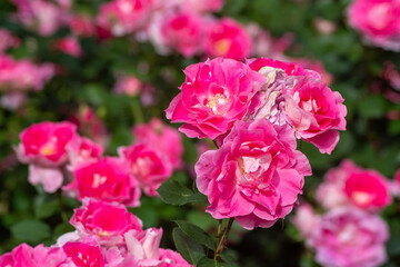 Detail view of roses of the rose garden at Yoyogi park in Tokyo