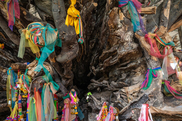 An ancient dead tamarind tree keeping in Buddhist temple in Uttaradit province of Thailand. Belief...