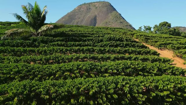Aerial drone footage over a conilon coffee plantation with rocky mountains in background in the rural area of Aguia Branca, Espirito Santo, Brazil