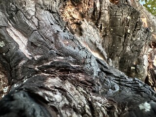 charred wood after a fire