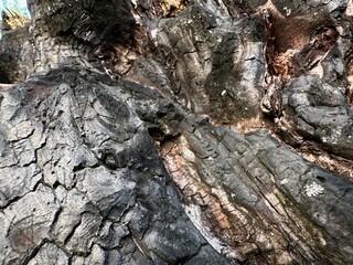 charred wood after a fire