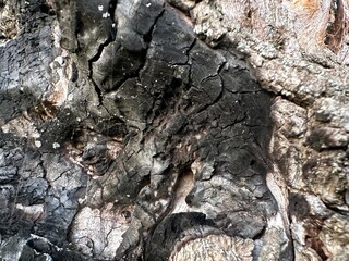 charred wood after a fire