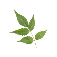 Obraz premium Fresh green wild neem leaves isolated on transparent background