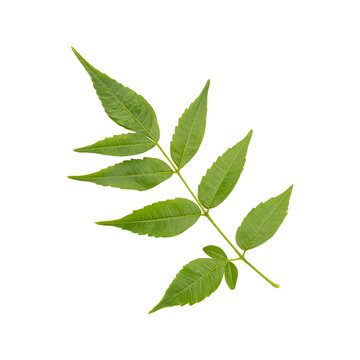 Fototapeta Fresh green wild neem leaves isolated on transparent background