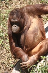 orangutan sitting down