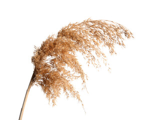 Dry reeds isolated on white background, closeup