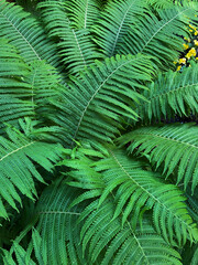 Ferns Hang Out In The Shade