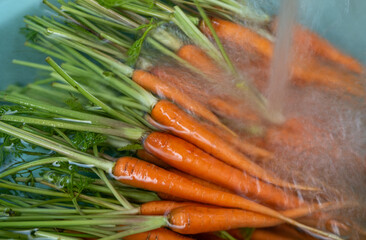 The Baby carrot soke and wash in the water