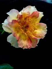 Shape and colors of roses that bloom in the garden