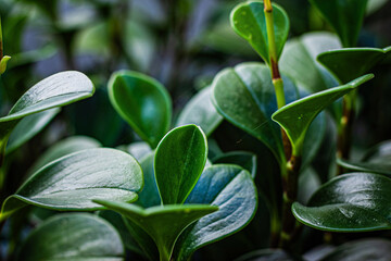 Obraz premium Plain green Peperomia Obatusiia plant