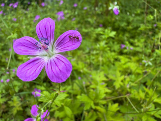 Obraz premium marsh geranium in the park, purple flower and green plants around