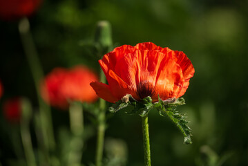 Bright red poppy flower