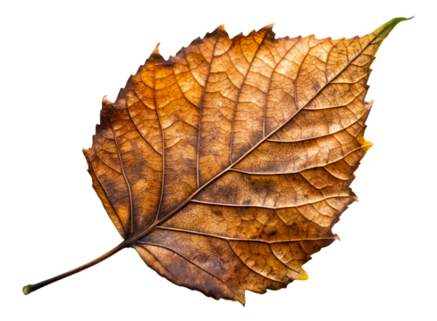 autumn leaf isolated on white, generative ai - Powered by Adobe