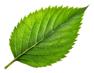 green leaf isolated, generative ai