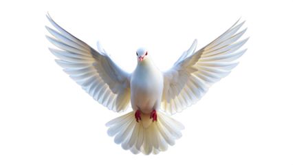 a white dove with open wings