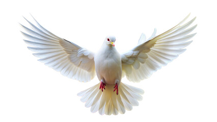 Obraz premium a white dove with open wings