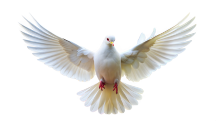 a white dove with open wings
