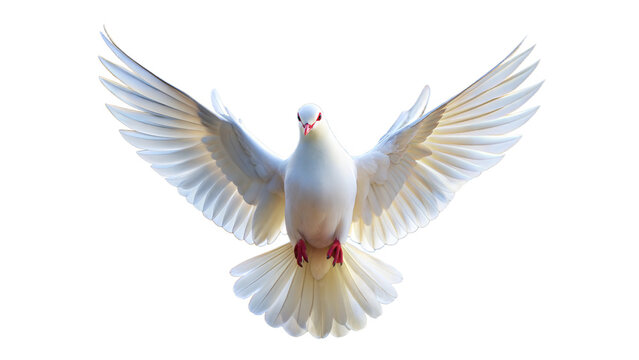 a white dove with open wings