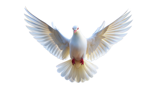 a white dove with open wings