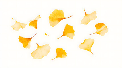 Naklejka premium falling ginkgo leaves floating on the white background