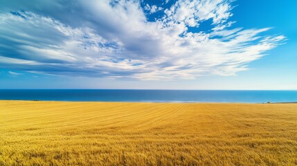 Obraz premium Golden wheat fields contrast with a blue sky and sea, showcasing nature's beauty and tranquility.