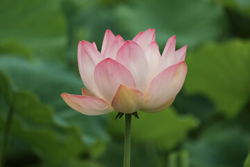 Elegant Lotus Flowers in Bloom: A Serene Nature Landscape