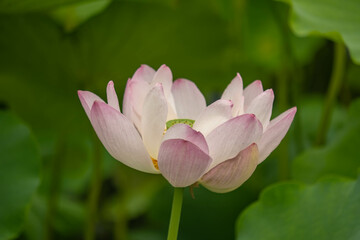 Elegant Lotus Flowers in Bloom: A Serene Nature Landscape