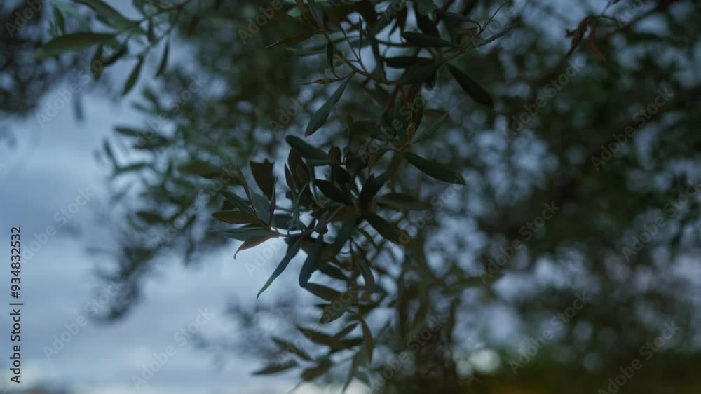 Wall mural Close-up of an olive tree branch with dark green leaves in an outdoor setting in puglia, italy, captured during twilight, showcasing the natural beauty of mediterranean vegetation.