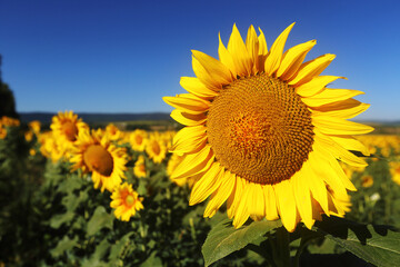Naklejka premium Sunflower on blue sky