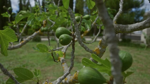 Outdoors in puglia, italy, fig tree branches with green fruit and vibrant leaves showcase the mediterranean environment in a lush garden setting.