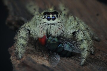 portrait of eating jumping spider hylus diardi female with prey, 23 August 2024 Bekasi Indonesia