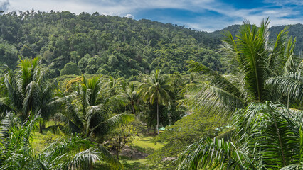 Obraz premium Lush green tropical vegetation. The spreading leaves of palm crowns are in the foreground. A hill covered with thickets of jungle trees, against a blue sky and clouds. Malaysia. Borneo. Kota Kinabalu