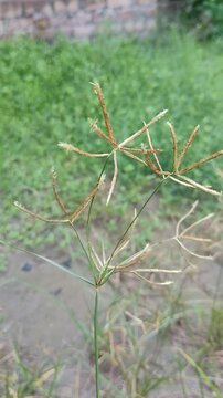Close-Up of Dactyloctenium Rhodes Grass Bermuda Flowers in Natural Habitat, Swollen Finger Grass, Cynodon Dactylon, Grama, 4K Smooth Pan of Greenery and Allergen Plants in Nature