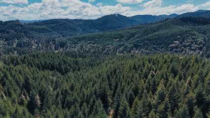 Lush green forest stretching across rolling hills under a clear sky during mid-afternoon in a serene natural landscape