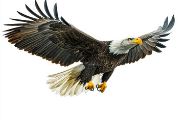 Obraz premium Bald eagle soaring against a white background