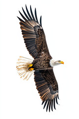 Obraz premium Bald eagle soaring against a white background