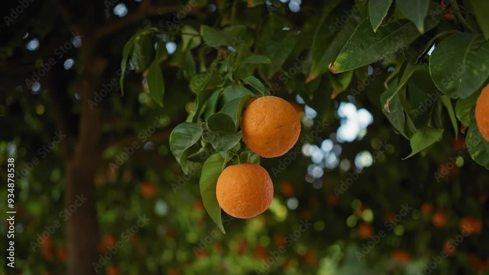 Wall mural Ripe oranges hanging on a tree with lush leaves in an orchard in murcia, spain, depicting agricultural beauty.