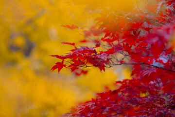Autumnal photo. Fall season. Autumn leaves, gold and red leaves of autumn background. Maple leaves. Colorful autumn leaves. natural background. Falling autumn.