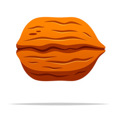 Single whole walnut vector isolated illustration