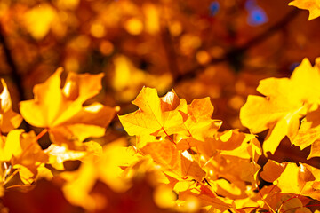 Beautiful orange and yellow autumn leaves. Fall leaves of maple trees. Autumn fall leaves in sunlight. Natural autumn background. Autumnal background. Foliage, falling leaves background. Autumn leaf.